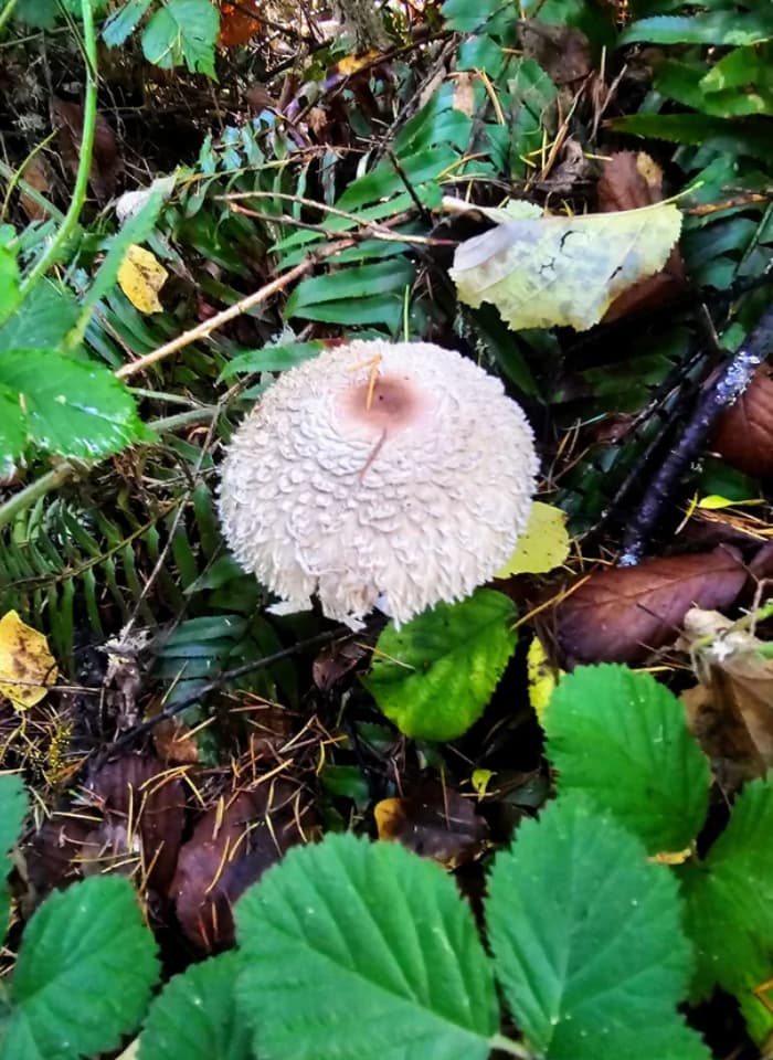 What appears to be a mushroom